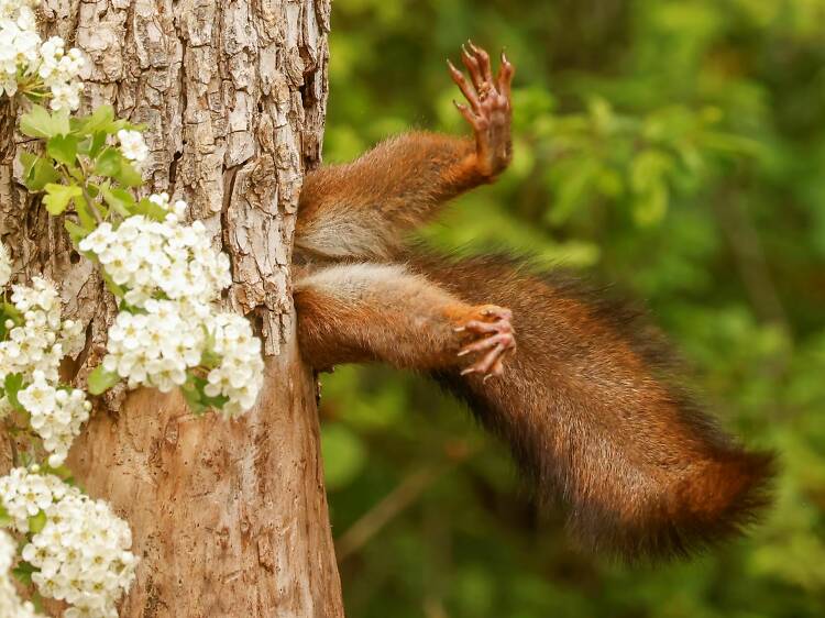 In pictures: the finalists of the Comedy Wildlife Photography Awards 2024