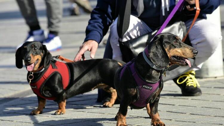 Paris Sausage Walk