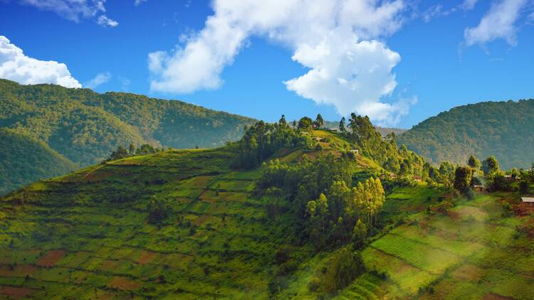 Bwindi Impenetrable National Park, Uganda