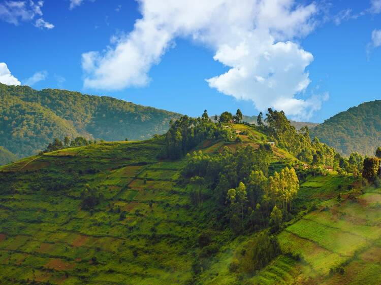 Bwindi Impenetrable National Park, Uganda