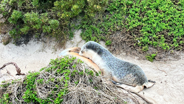 Seals cuddling