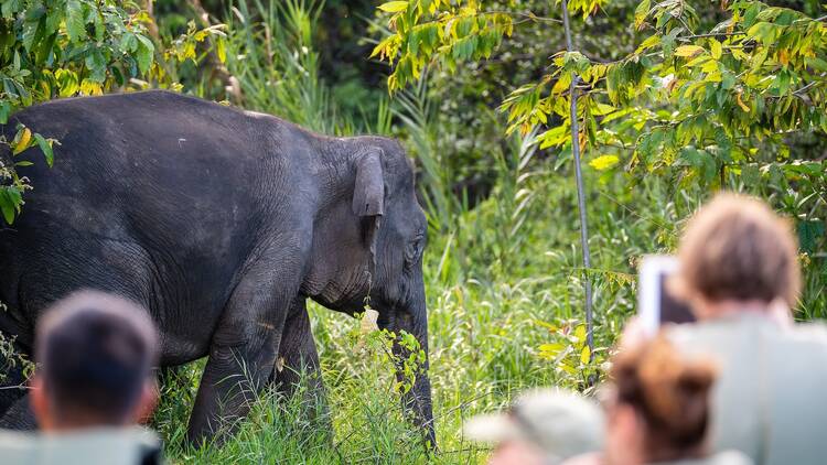 Borneo