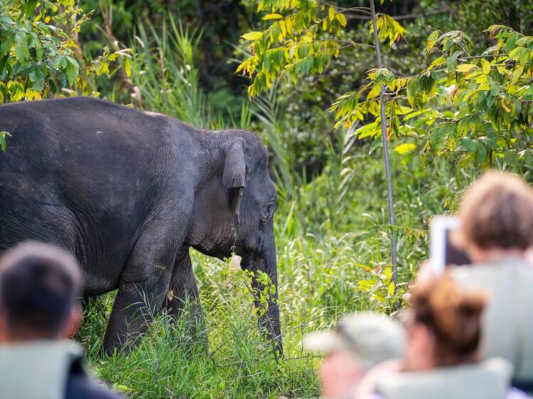 Borneo