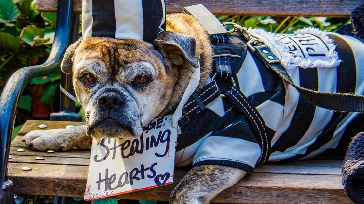 A dog in a jail uniform with a sign reading "stealing hearts."