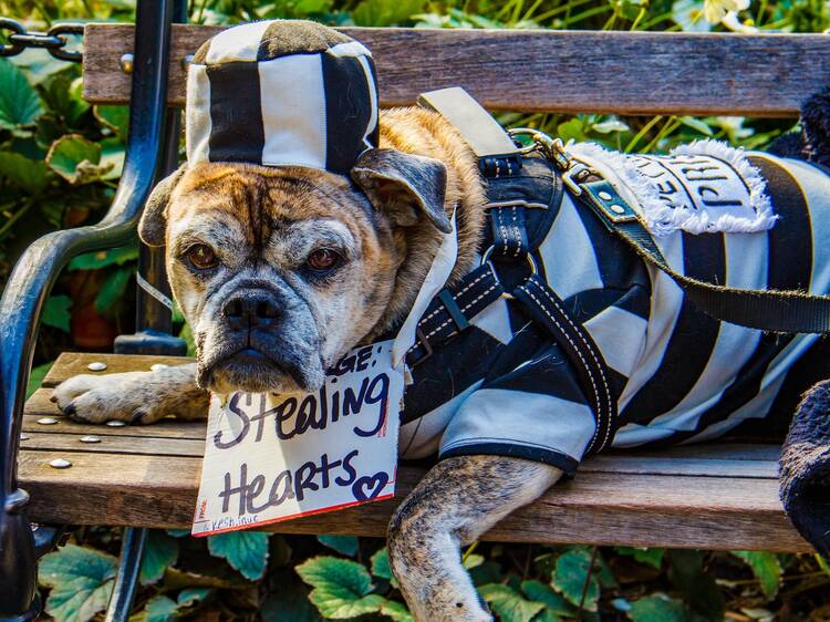 Washington Square Park Dog Halloween