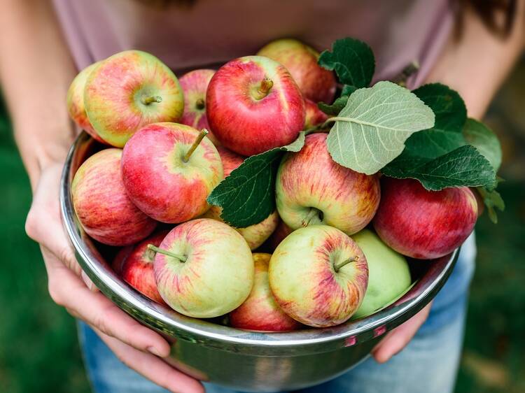 The 15 best places to go apple picking near Washington, D.C.