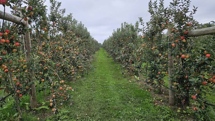 Rock Hill Orchard & Woodbourne Creamery