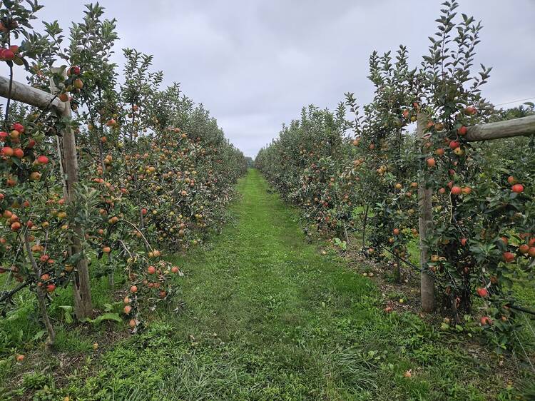 Rock Hill Orchard & Woodbourne Creamery