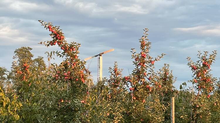 Mackintosh Fruit Farm