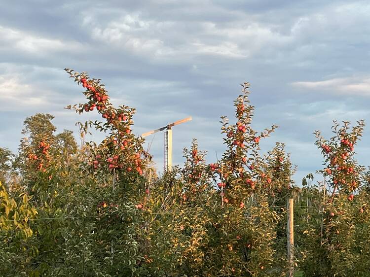 Mackintosh Fruit Farm