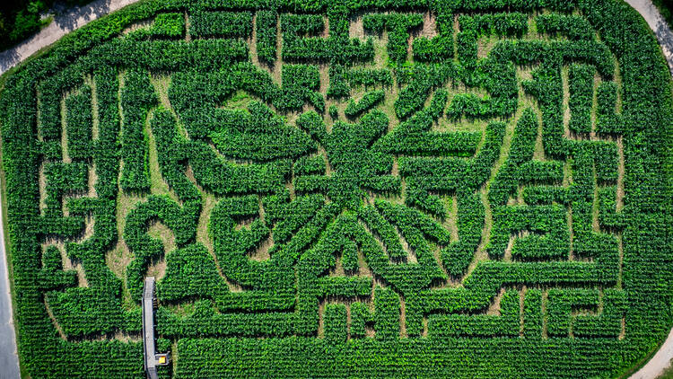 The Amazing Maize Maze | Queens, NY