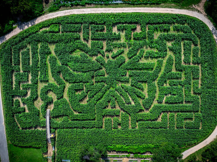 The Amazing Maize Maze | Queens, NY