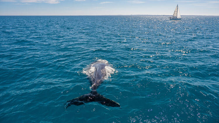 Whale in water