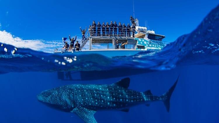 Whale shark underwater