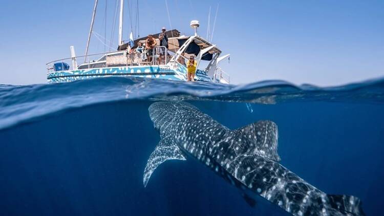 Whale shark under boat