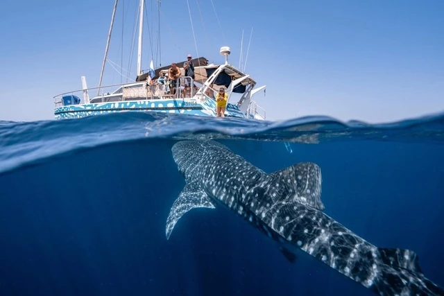 Whale shark under boat
