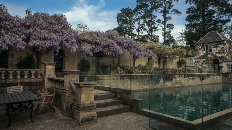 Wisteria