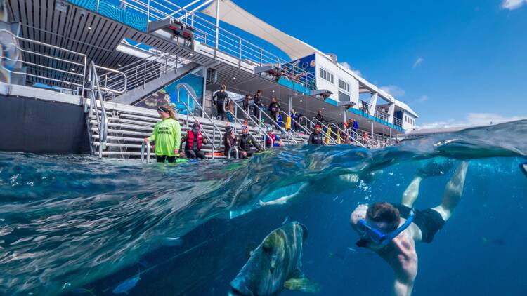 Snorkelers in water next to pontoon