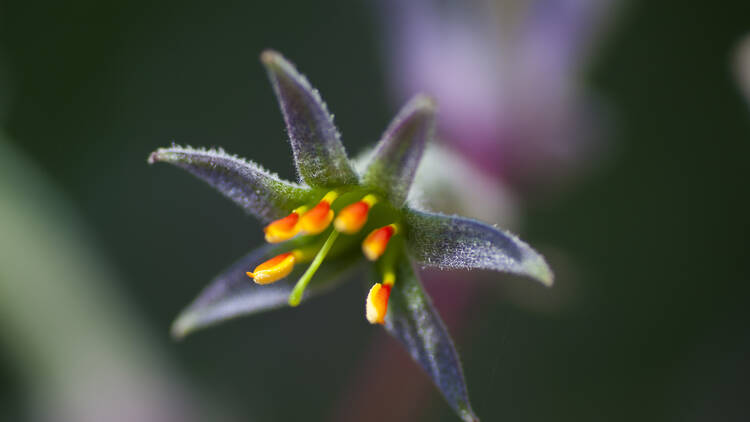 Carnival of flowers