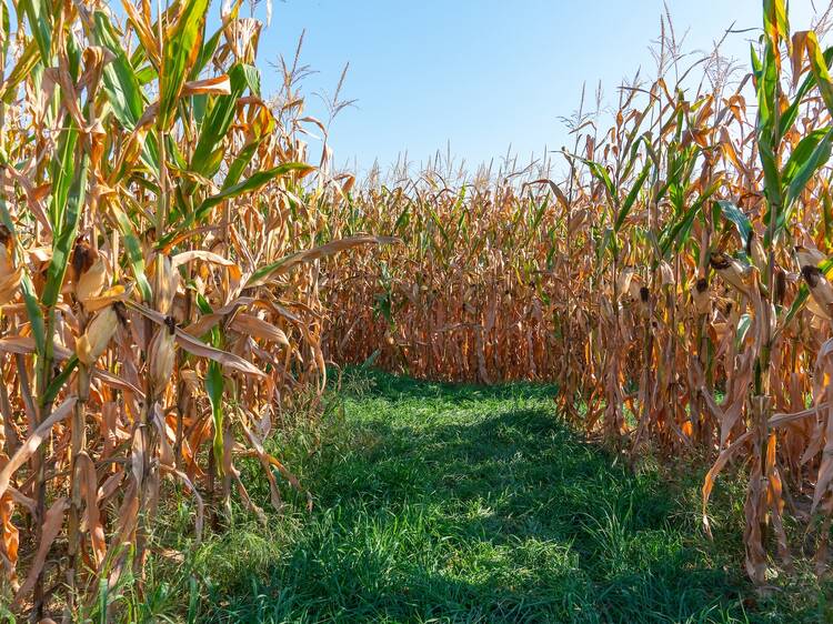 Lynd Fruit Farm | Pataskala, OH