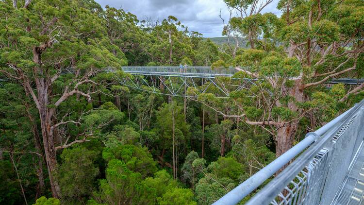 Treetop walk