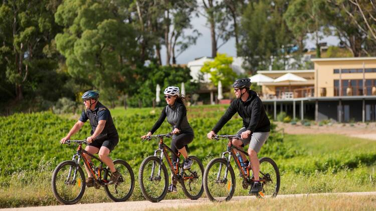 Bike tour in vineyard