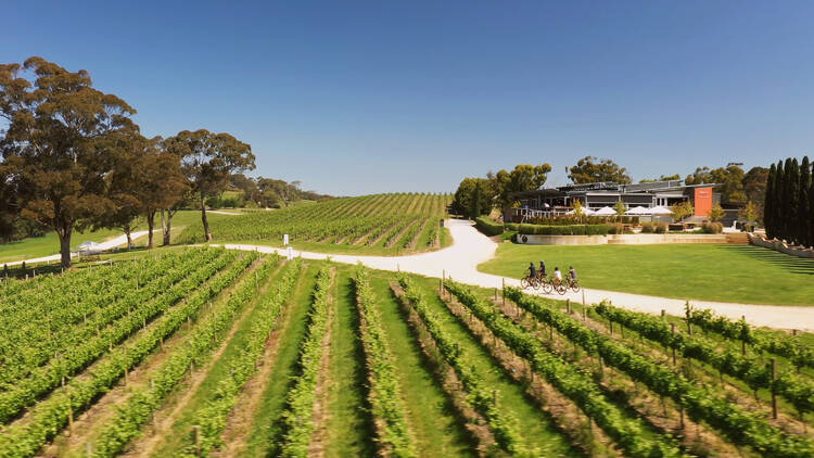 Bike riders in vineyard