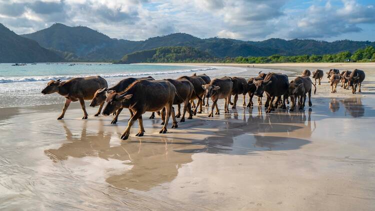 Selong Belanak, Lombok