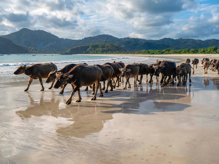 Selong Belanak, Lombok