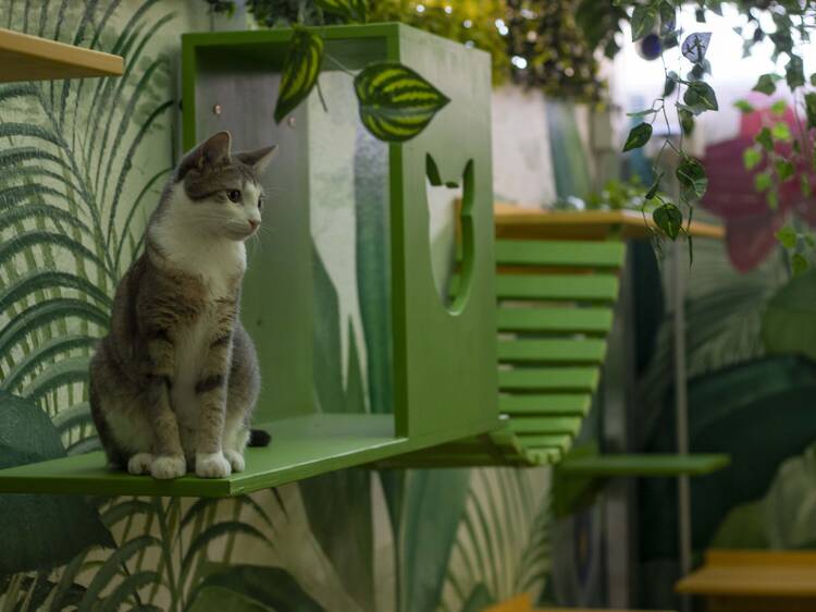 Mishmosos: The kitten hotel that's all the rage