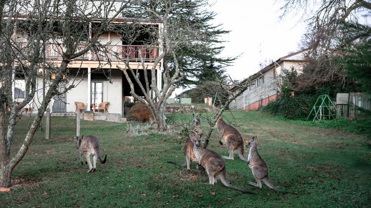 Kangaroos grazing on the lawn at Hotel Etico