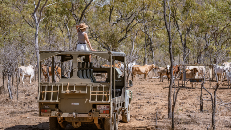 Buggie on cattle farm