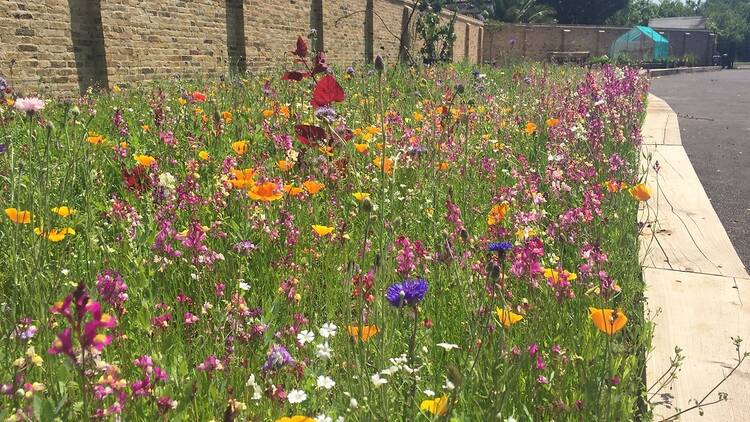 Leyton Boundary Garden wildflower meadow