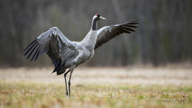 Common crane in the UK