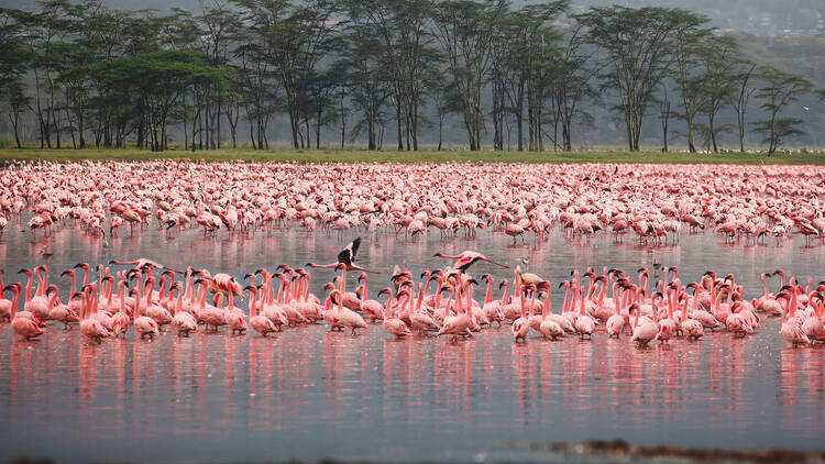 Lake Nakuru, Kenya