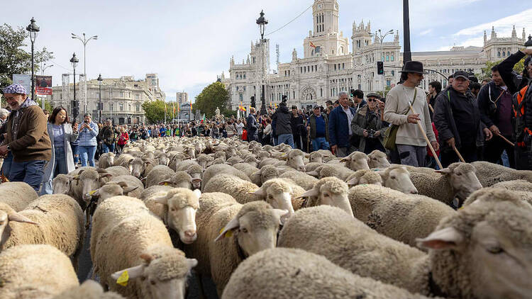 Fiesta de la Trashumancia