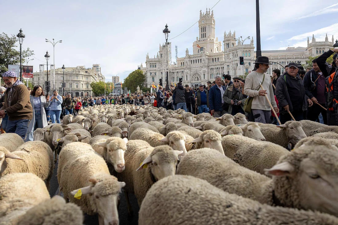 Fiesta de la Trashumancia