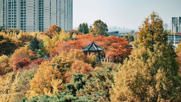 2024韓國紅葉景點五：奧林匹克公園