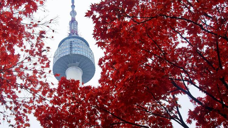 2024韓國紅葉景點七：南山公園與首爾塔