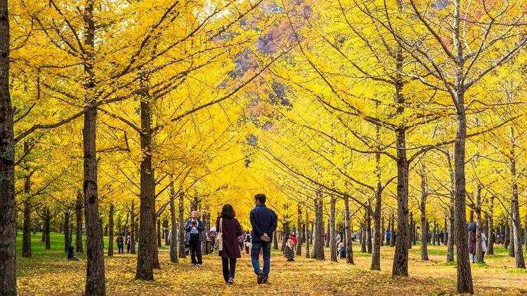 2024韓國紅葉景點九：洪川銀杏林