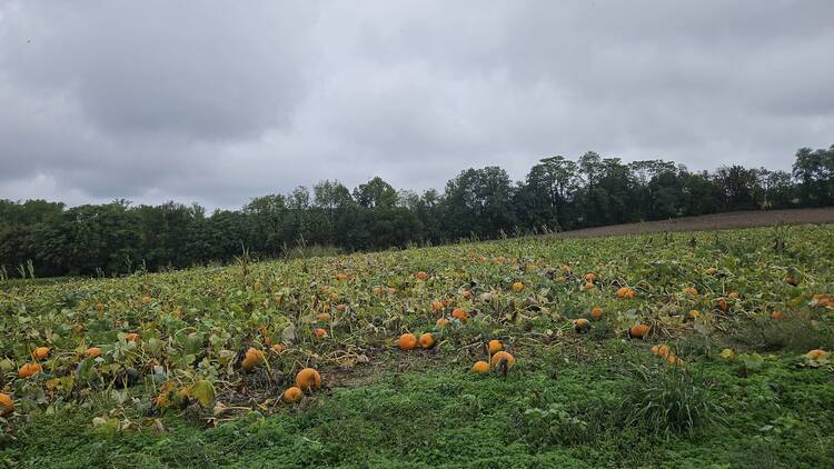 Rock Hill Orchard