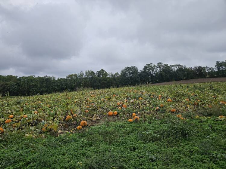 Rock Hill Orchard