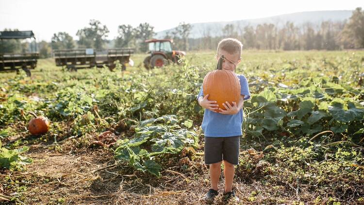 Great Country Farms