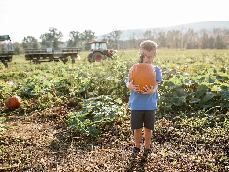 Great Country Farms