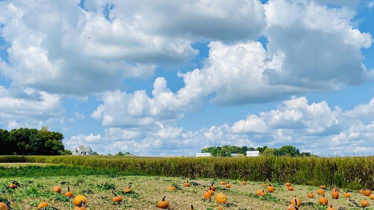 Larriland Farm