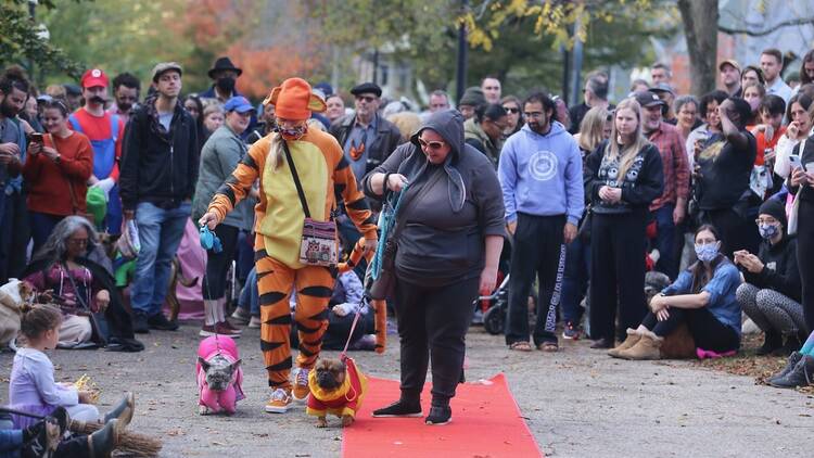 JP Canine Costume Parade