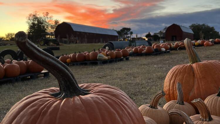 Miller Farms