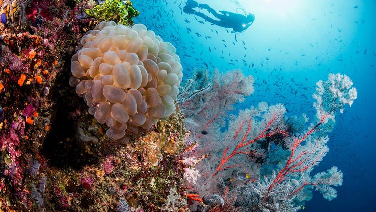 The best scuba diving spots in Indonesia