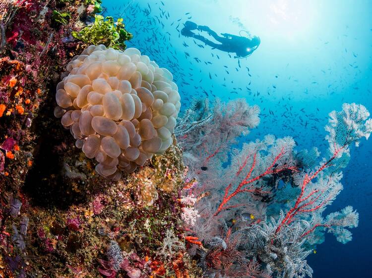 The best scuba diving spots in Indonesia