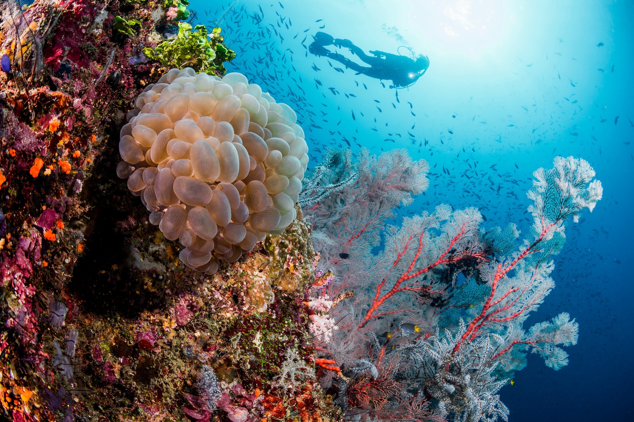 The best diving spots in Indonesia